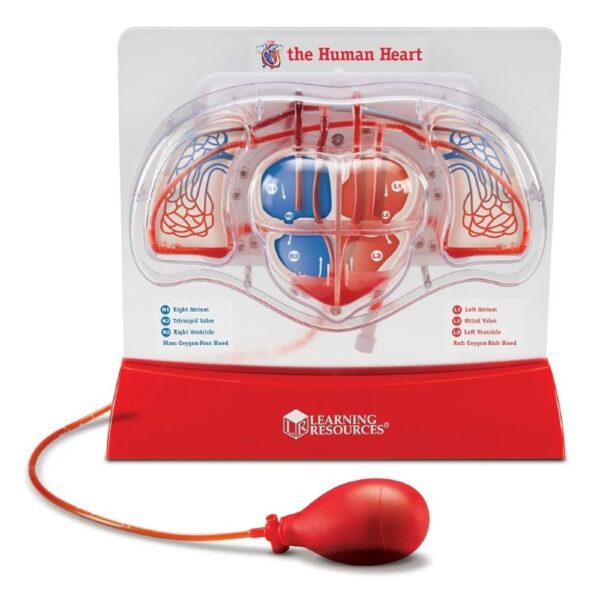 Pumping Heart Model - Imagen 2