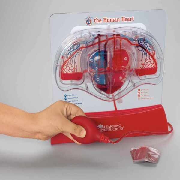 Pumping Heart Model - Imagen 3