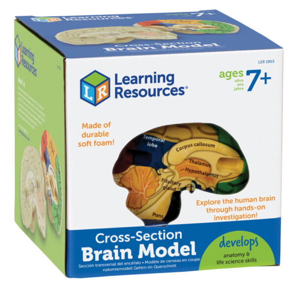 Cross-Section Brain Model