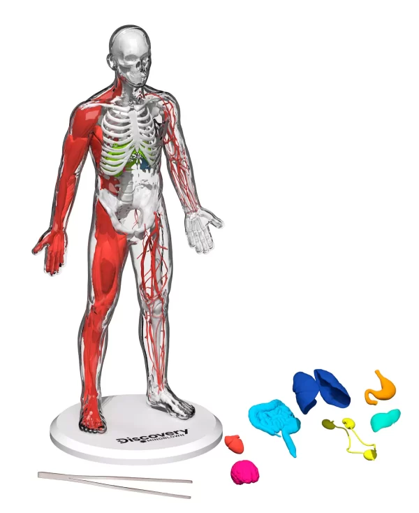 3D Human Anatomy 28-Piece Biology Model
